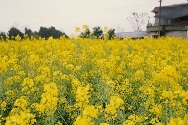 赏东麓桃花  迎世园盛会