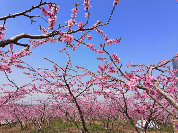 赏东麓桃花  迎世园盛会