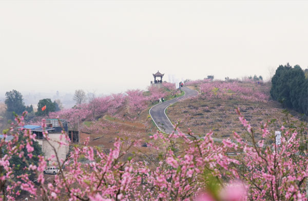 赏东麓桃花  迎世园盛会