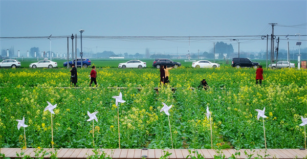 从麦田音乐节举办看邛崃高埂街道建设宜居宜业和美乡村的具象表达